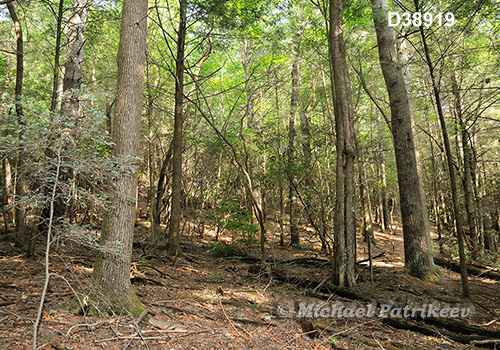 Appalachian-Blue Ridge forests